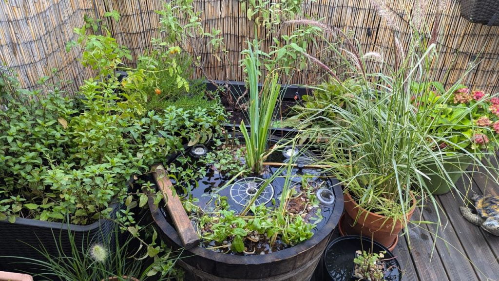 Weinfass Teich stinkt