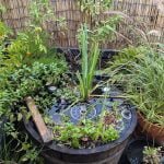 Weinfass Teich stinkt