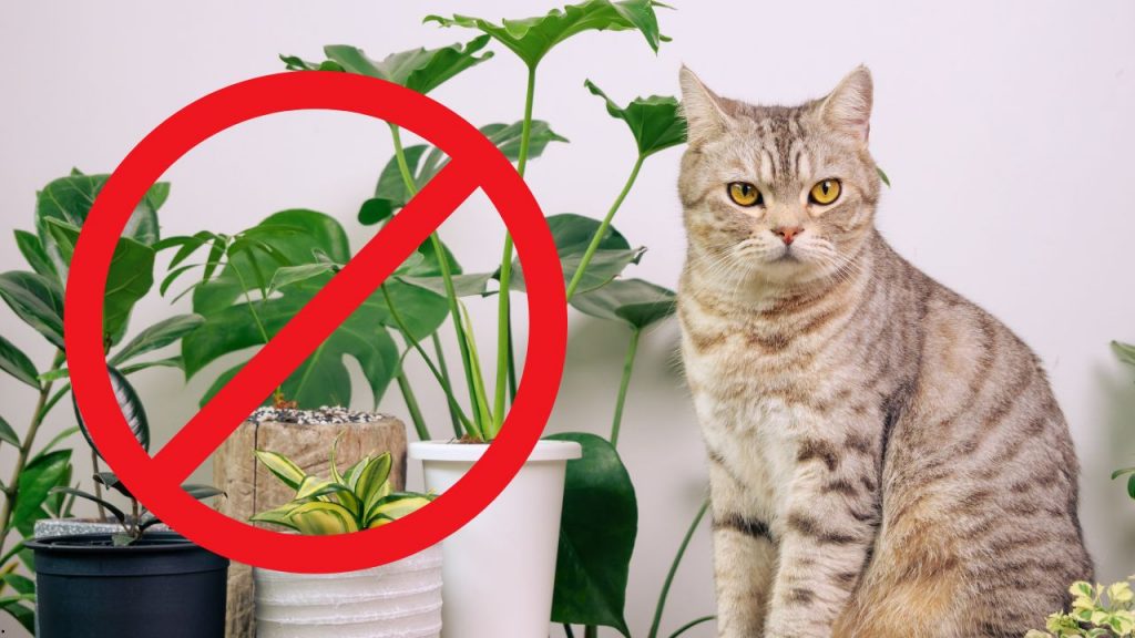 Katzen giftige Pflanzen