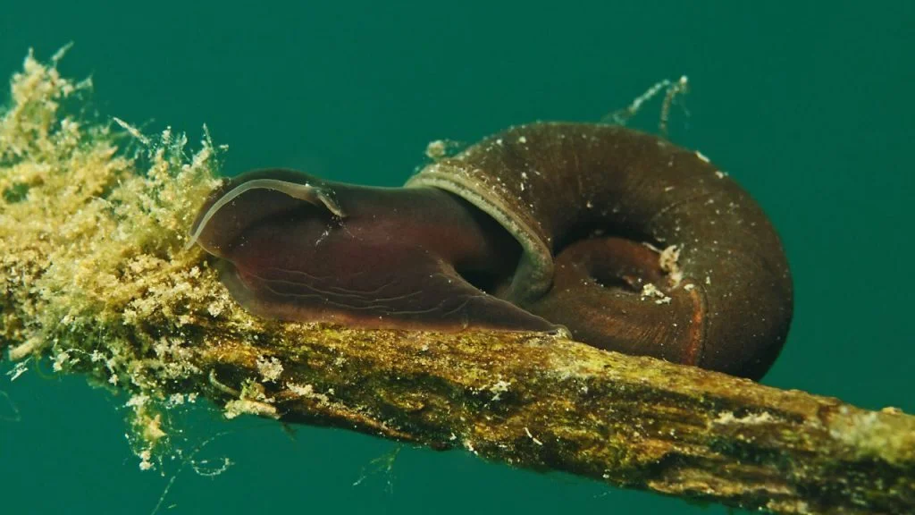 Posthornschnecke