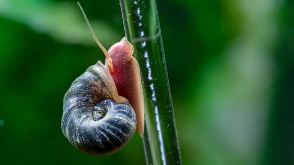 Schnecke Miniteich