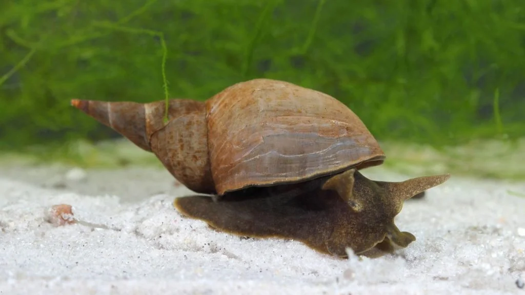Spitzschlammschnecke