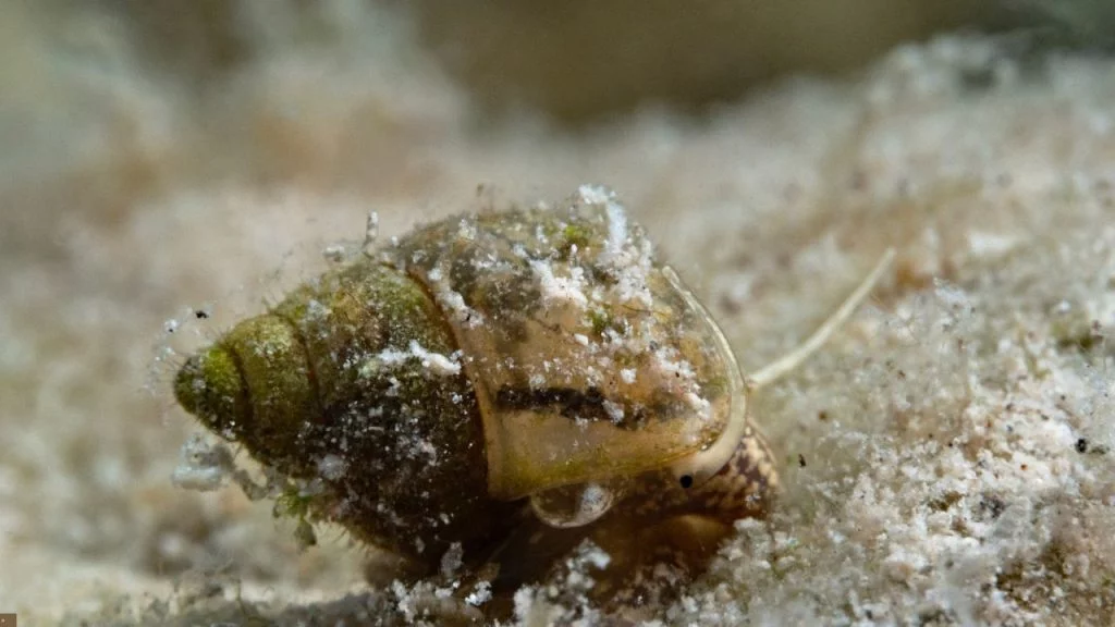 Sumpfdeckelschnecke